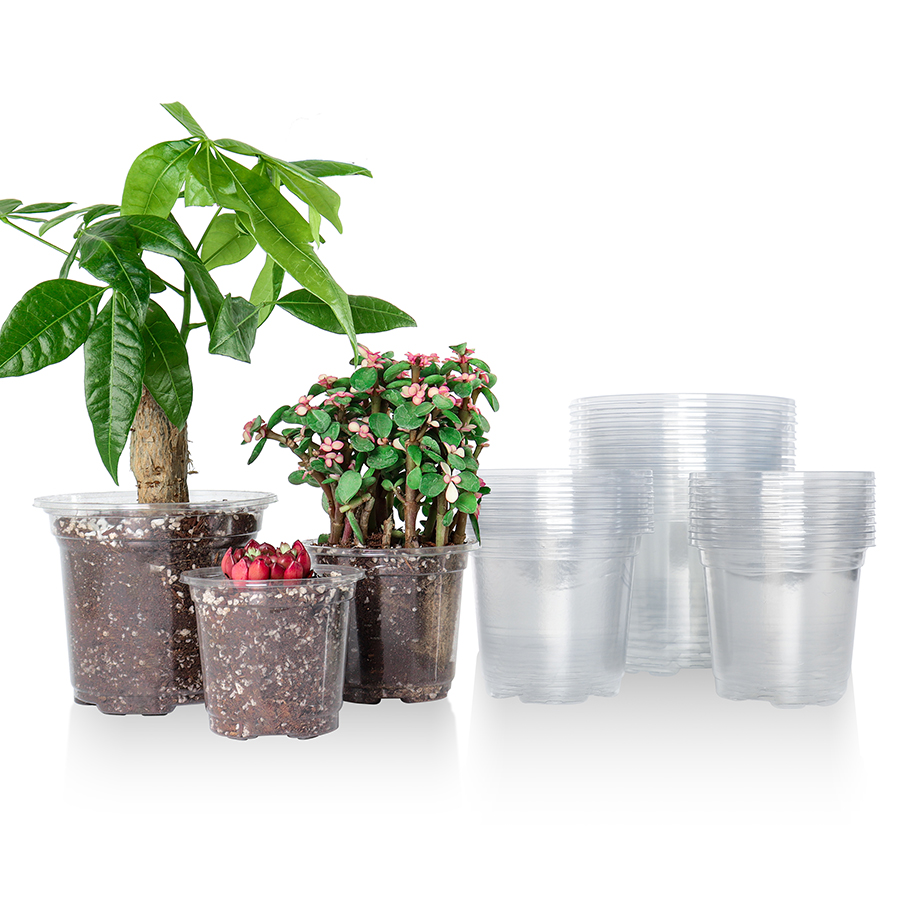 Aloe Vera Pot - 30 팩 3.5/4/5 인치 투명 보육