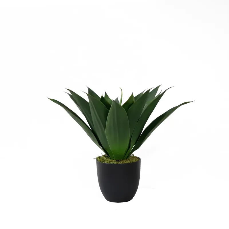 인공 알로에 베라 화분 분재 (콘다 바바덴시스 밀러)  - Aloe Vera Pot 리뷰 및 가격